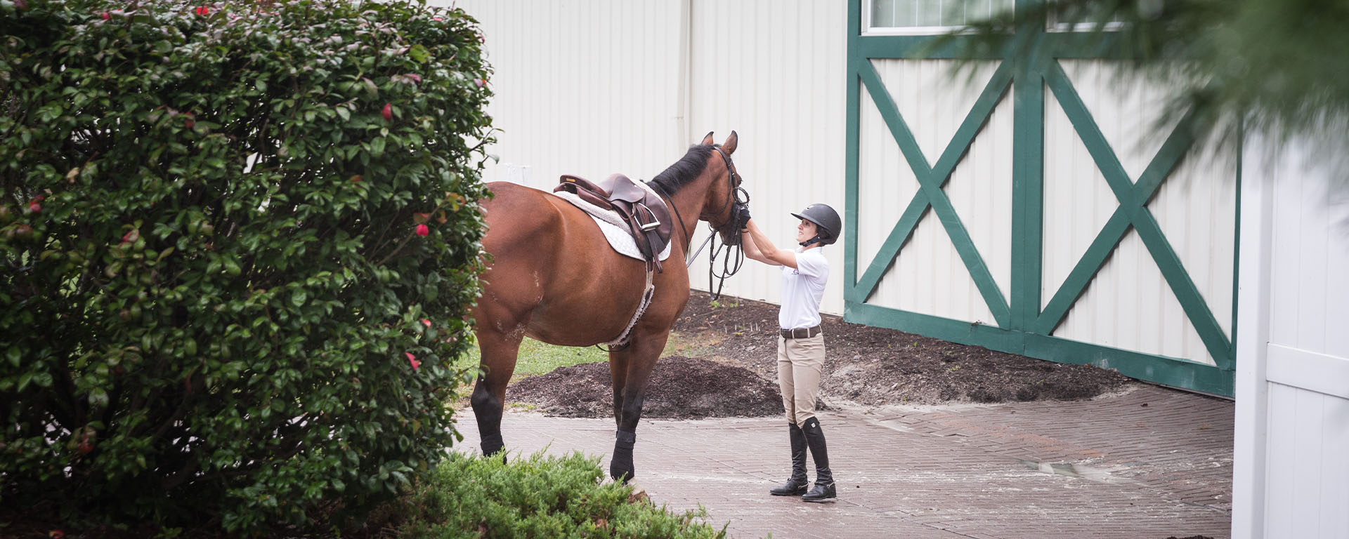AS in Equine Studies Aaequine
