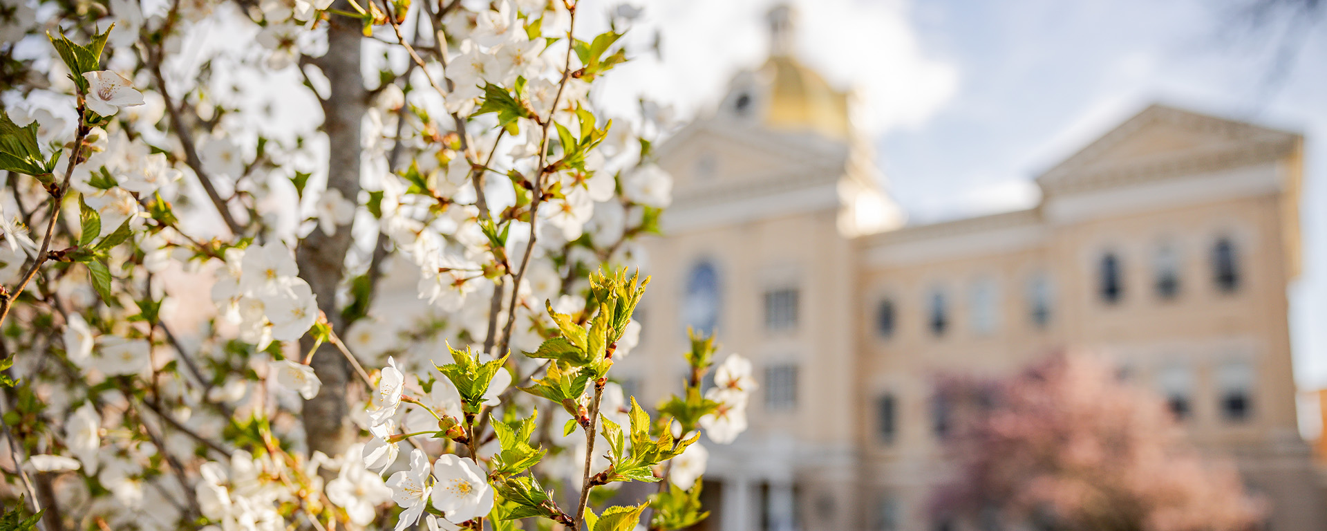 white flowers  in foreground with centenary university seay building in the background blurred